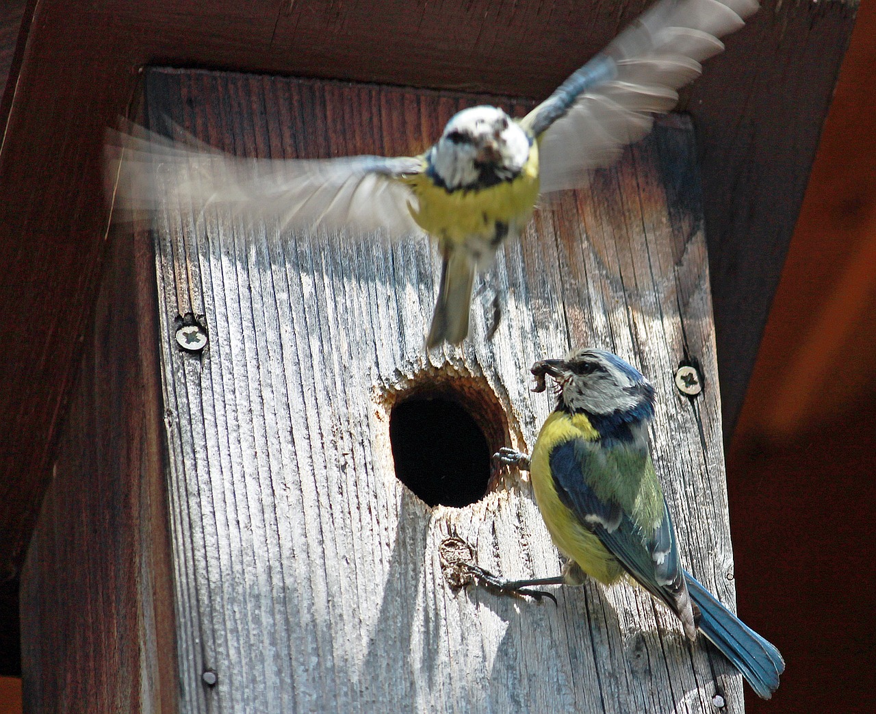 nesting box blue tit food free photo