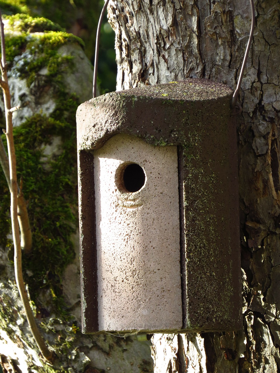 nesting box aviary incubator free photo