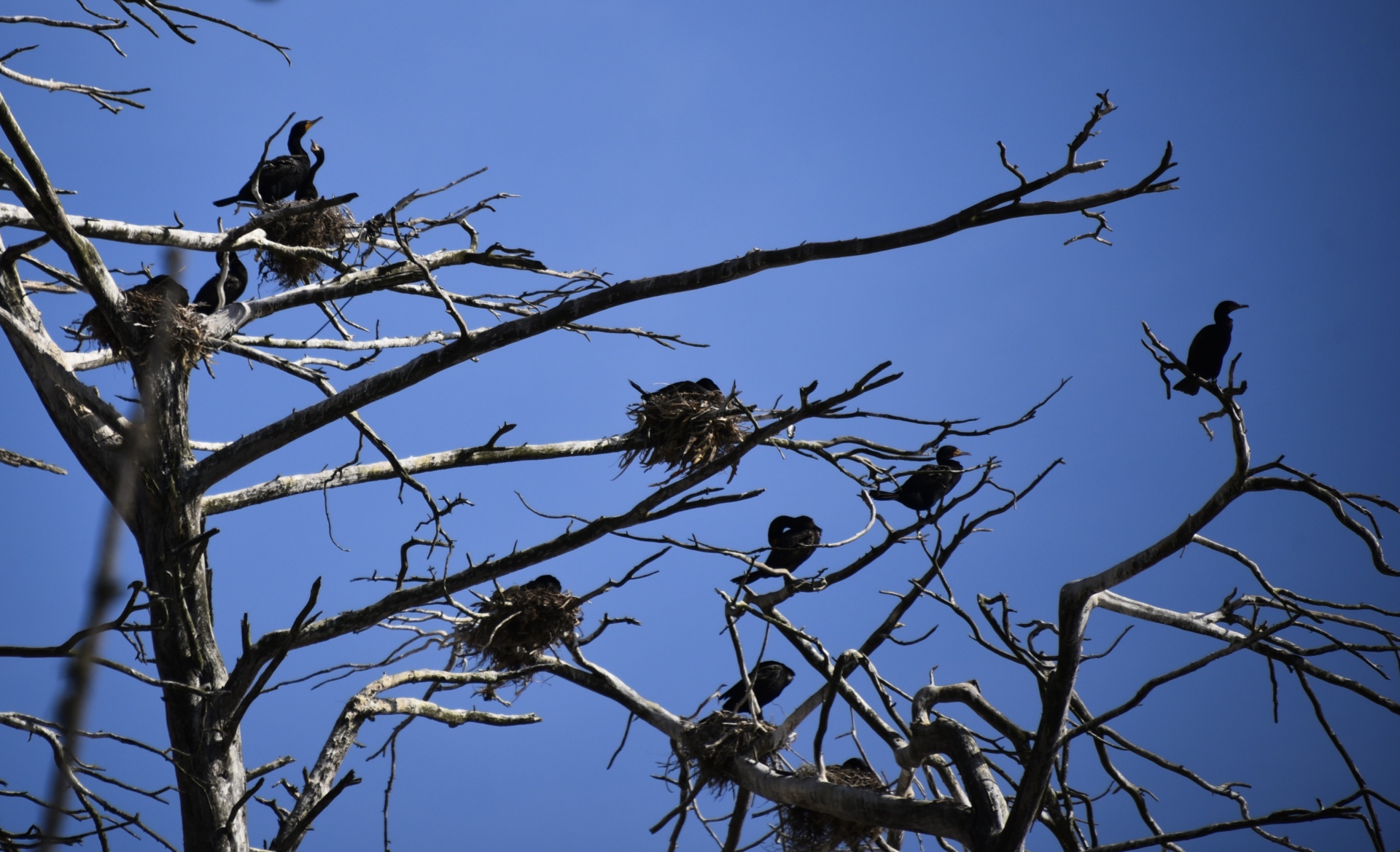 cormorants nest nesting free photo