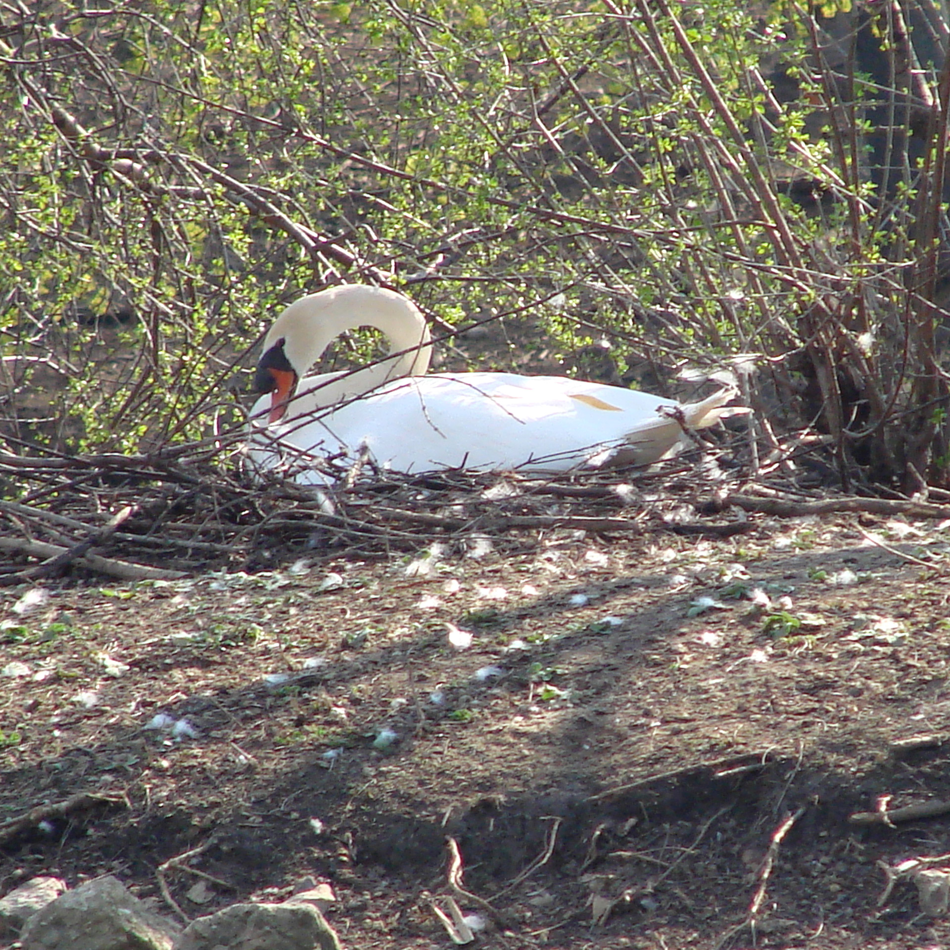 swan nesting lake free photo