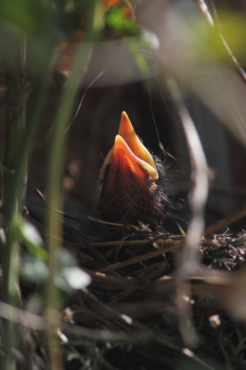 nestling baby-blackbird nature free photo