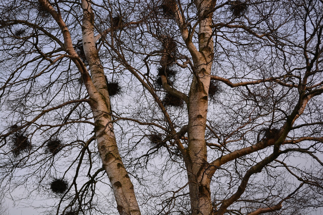 nests tree birch free photo