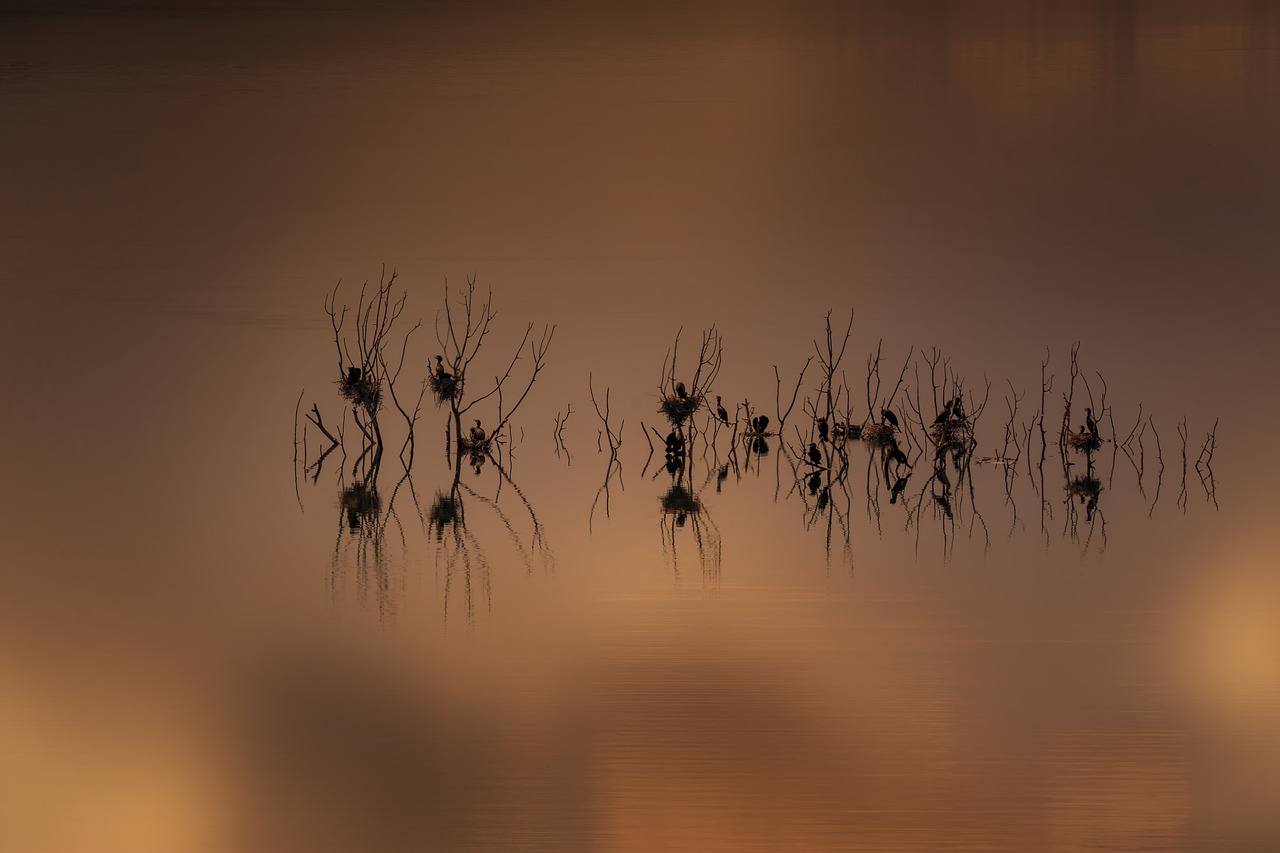 nests  cormorants  lake free photo