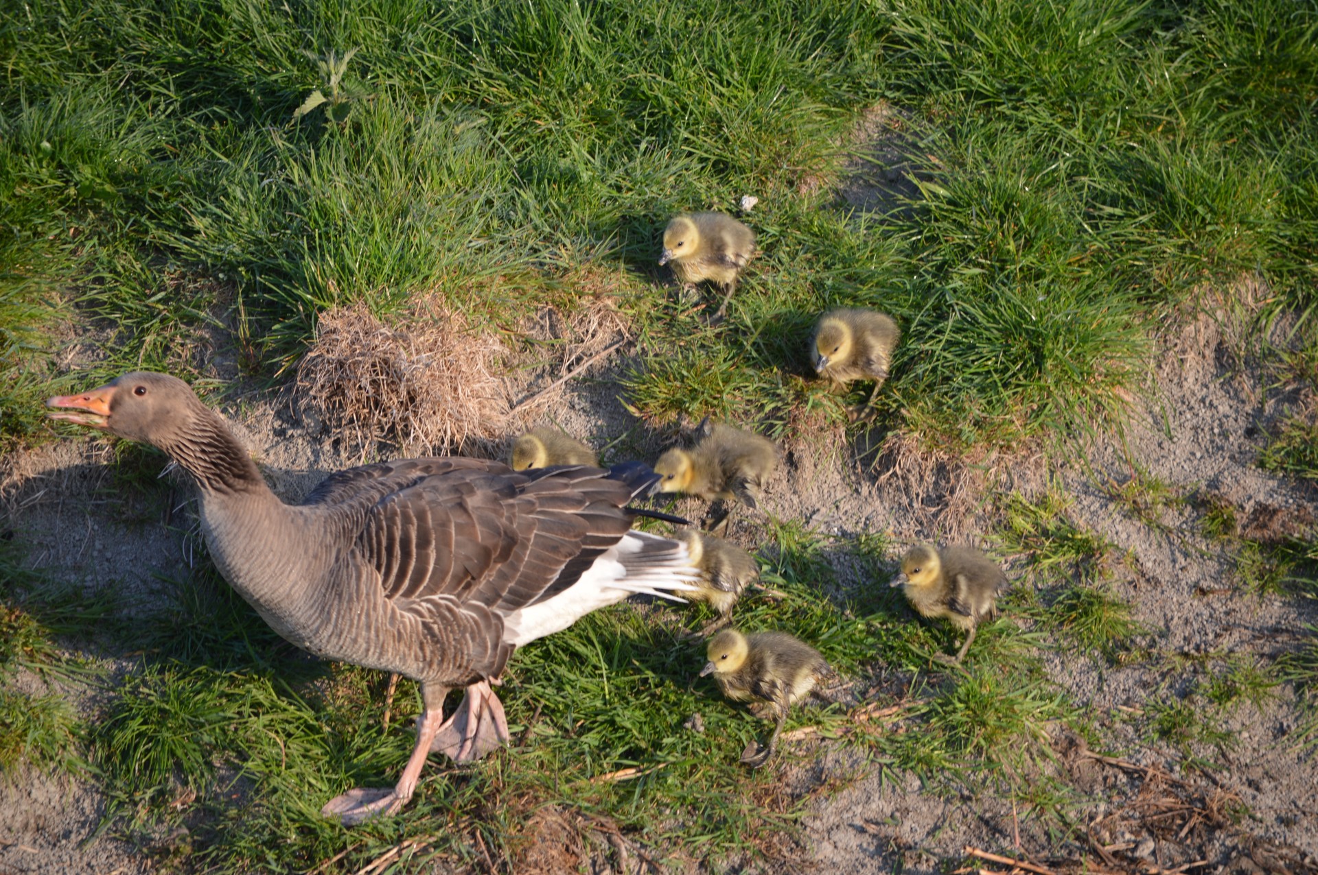 geese goose nidifugous free photo