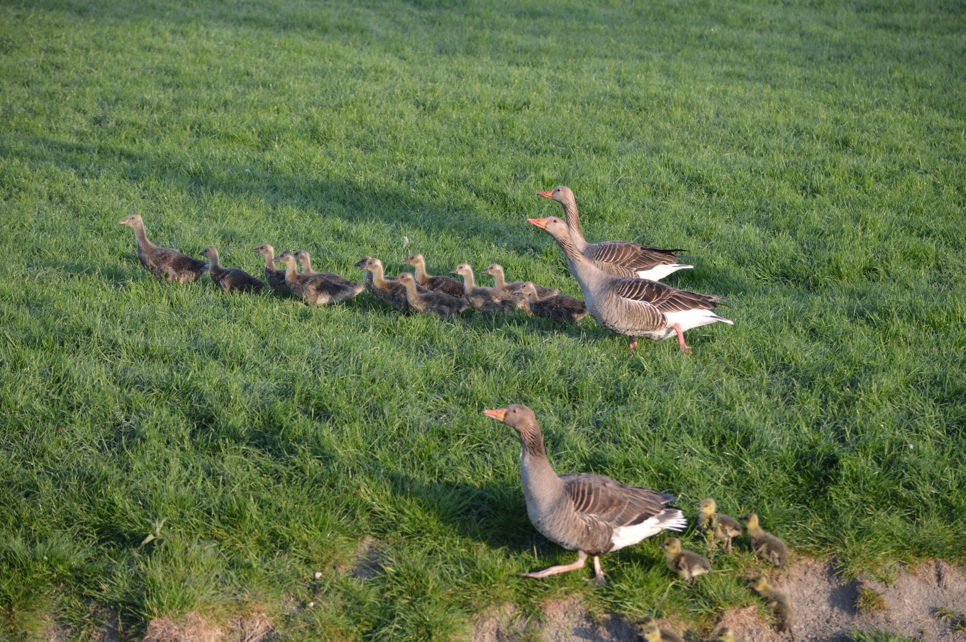 geese goose youngsters free photo