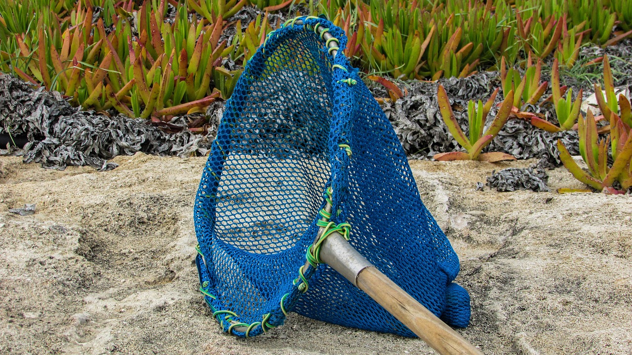 net fishing catch free photo