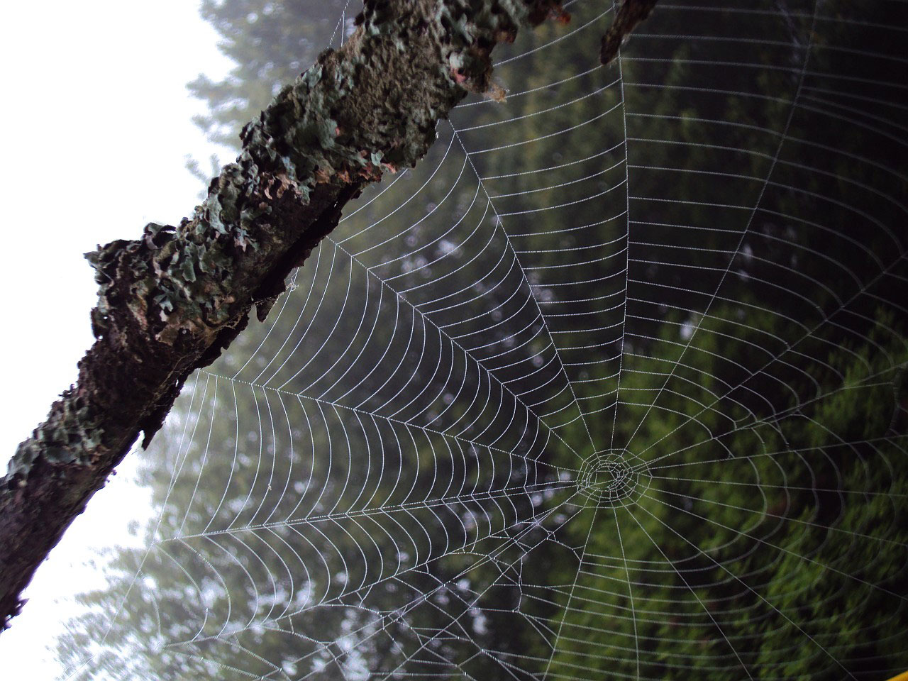net spider country free photo