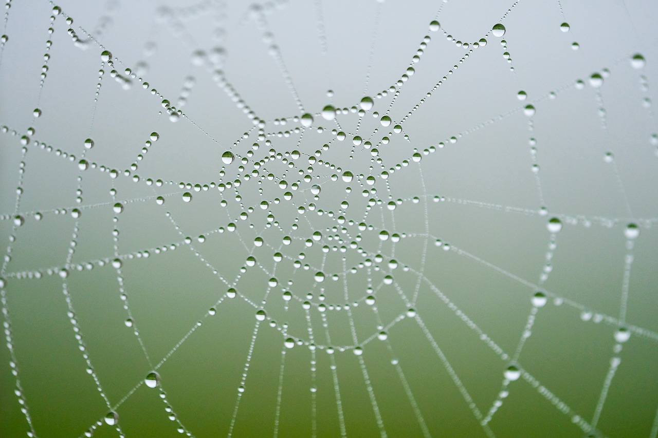 net  spider  pattern free photo