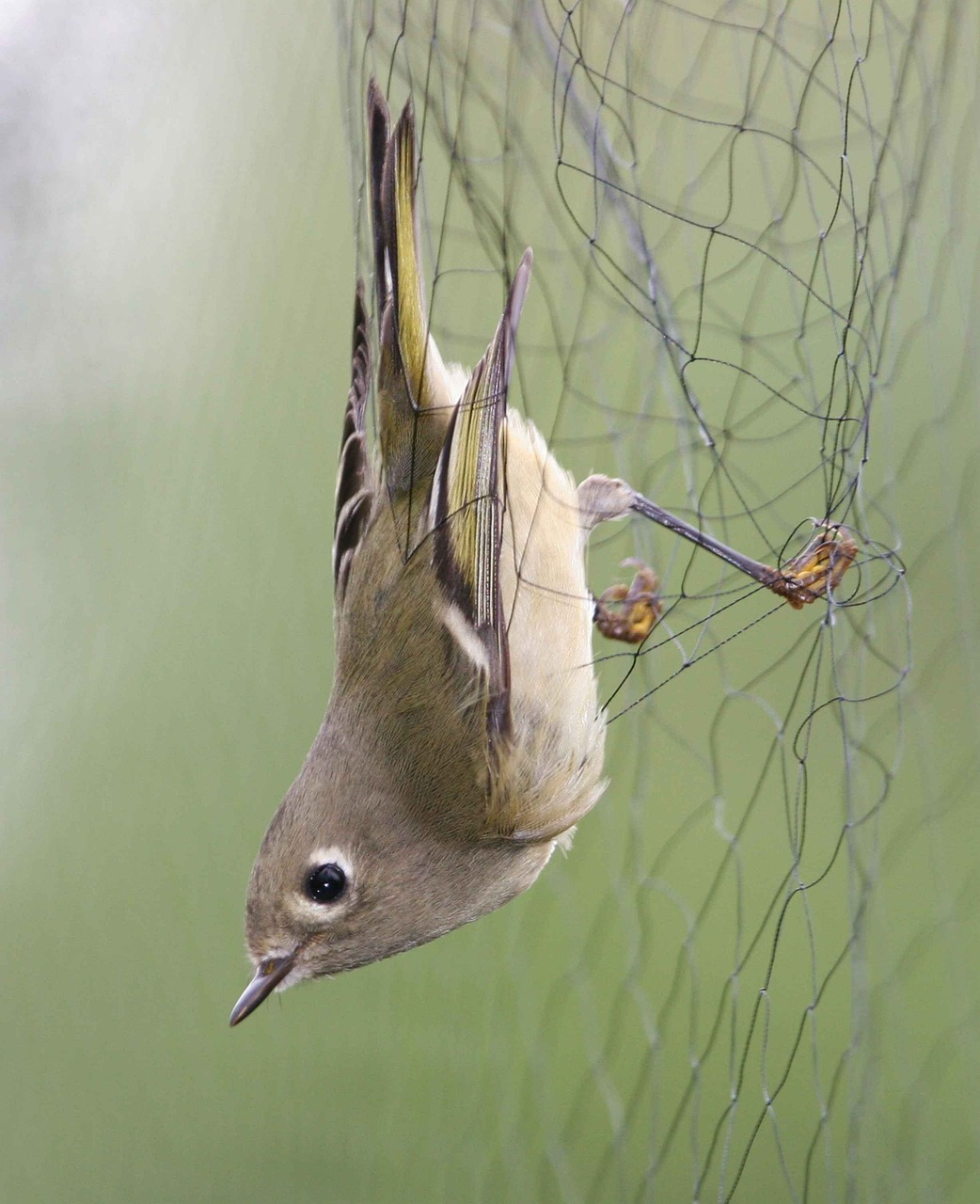 net mist kinglet free photo