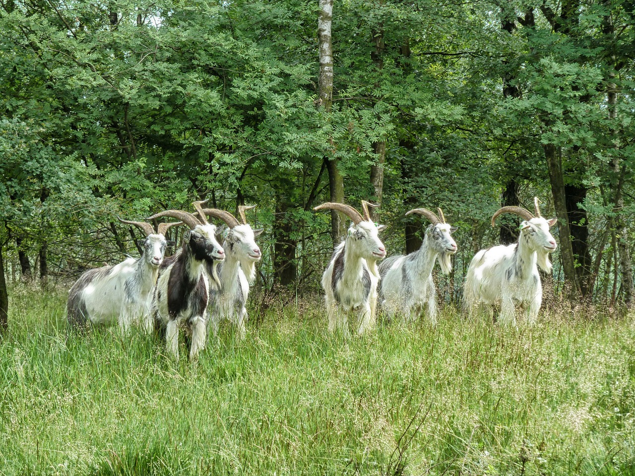 netherlands landscape goats free photo