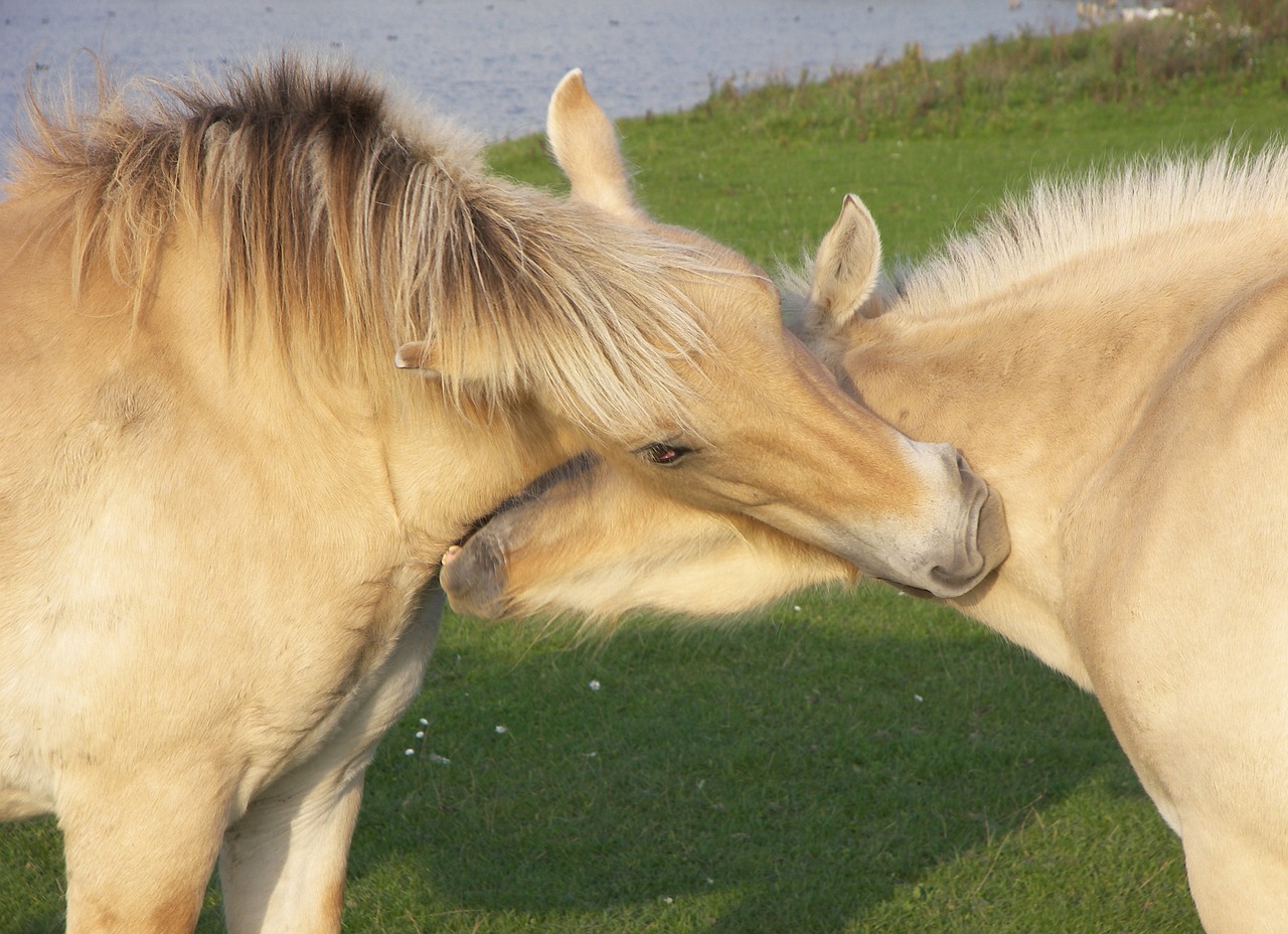 netherlands ijsselstein wild free photo