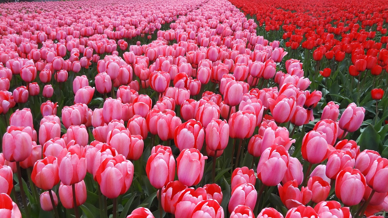 netherlands spring tulips free photo