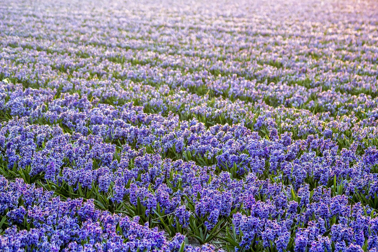 netherlands flower spring free photo