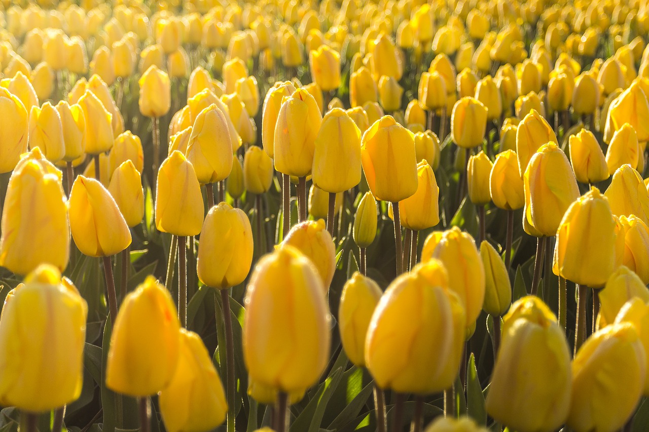 netherlands flower spring free photo