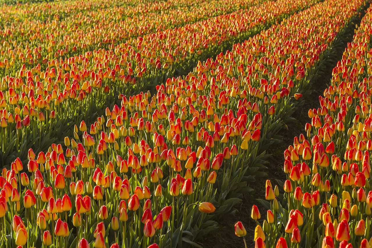 netherlands flower spring free photo