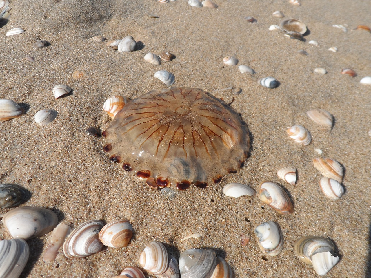 netherlands wassenaar north sea free photo