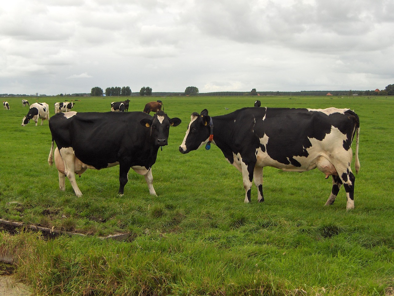 netherlands cows nature free photo