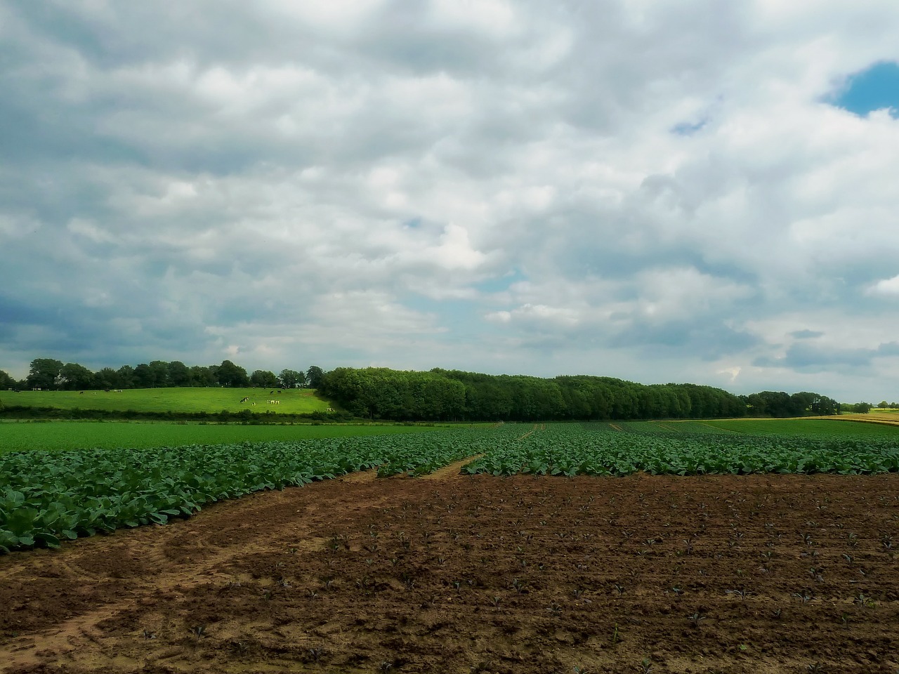 netherlands farm fields free photo