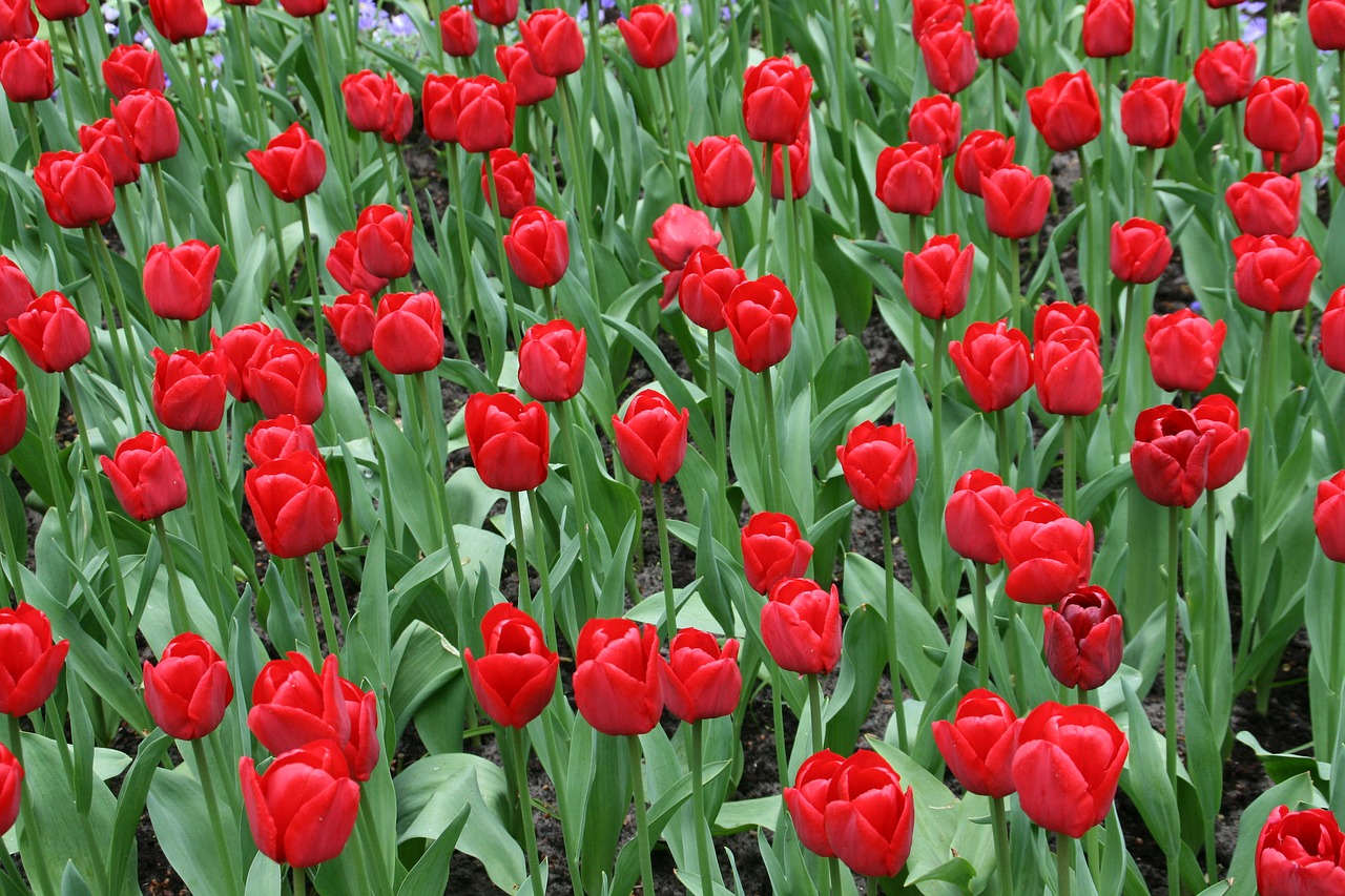 netherlands  keukenhof  tulips free photo