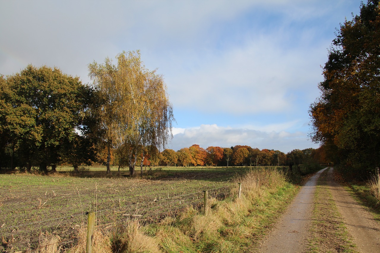 netherlands  landscape  veluwe free photo