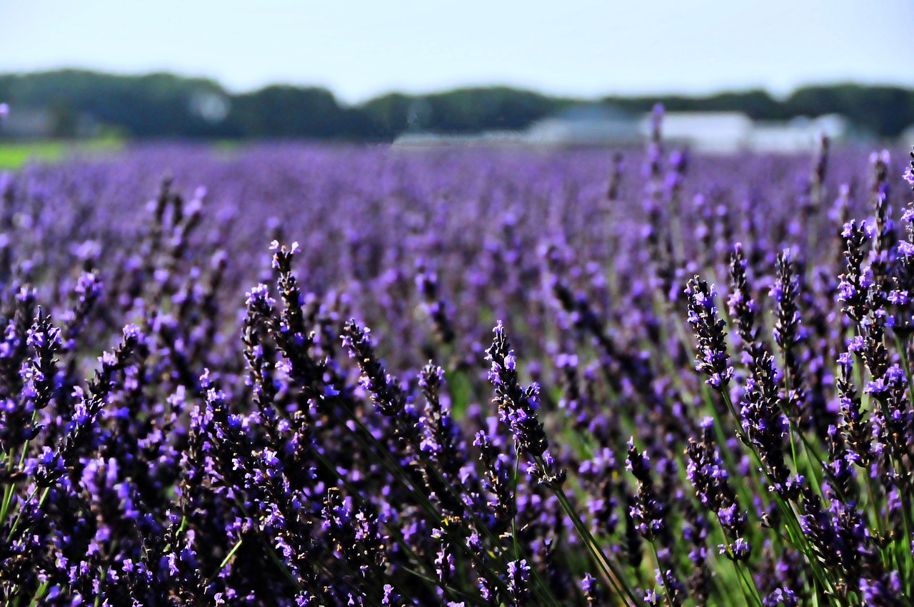netherlands  holland  lavender free photo