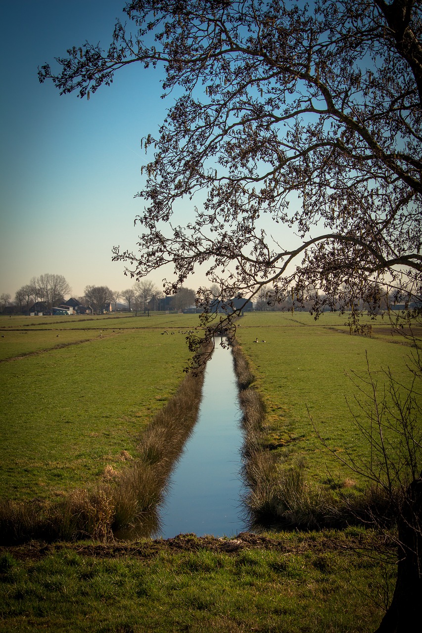 netherlands  polder  pasture free photo