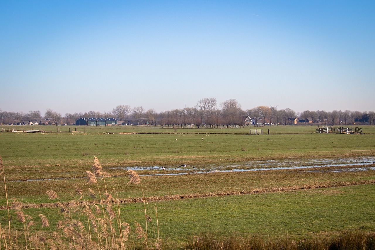 netherlands  polder  pasture free photo