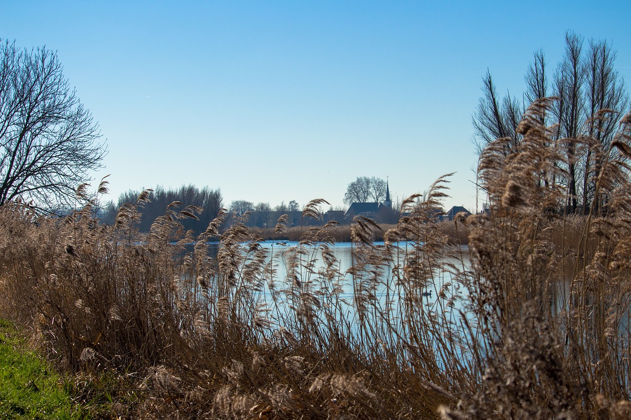 netherlands  reed  water free photo