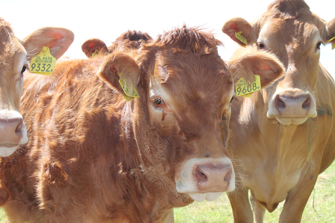 netherlands  cow  cows free photo