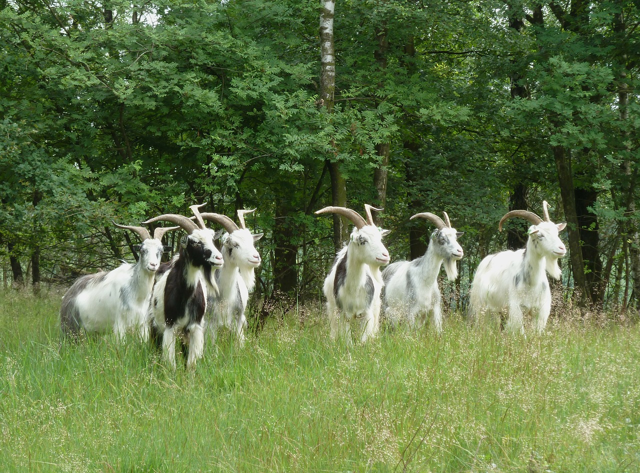 netherlands landscape goats free photo