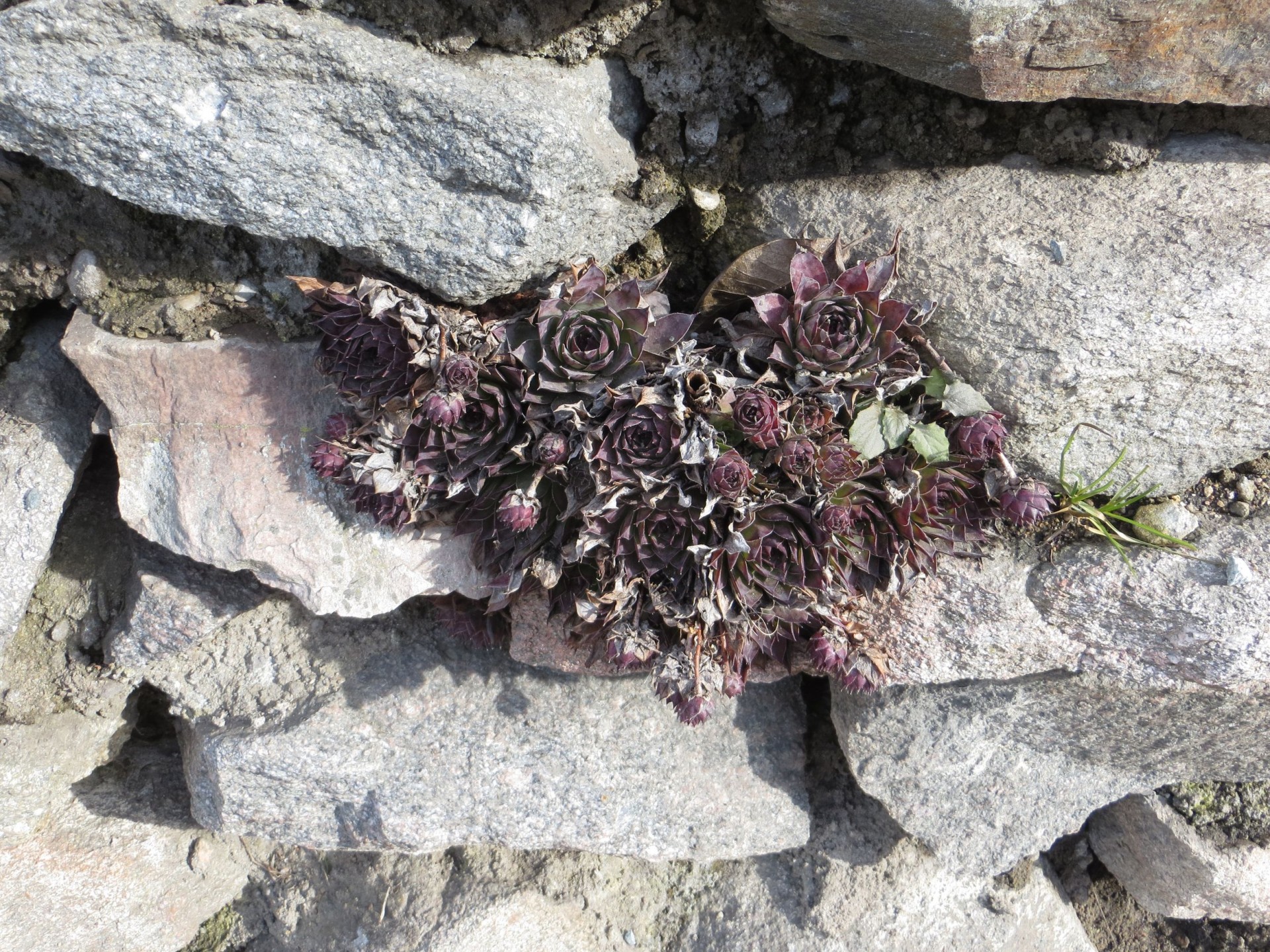 plant wall sempervivum on the wall free photo