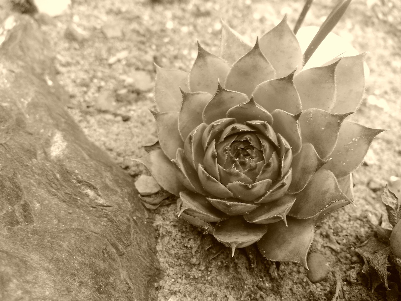 netřeska flower stone free photo