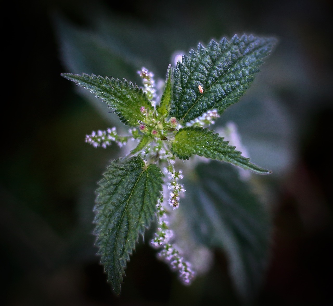 nettle estruga picamato free photo