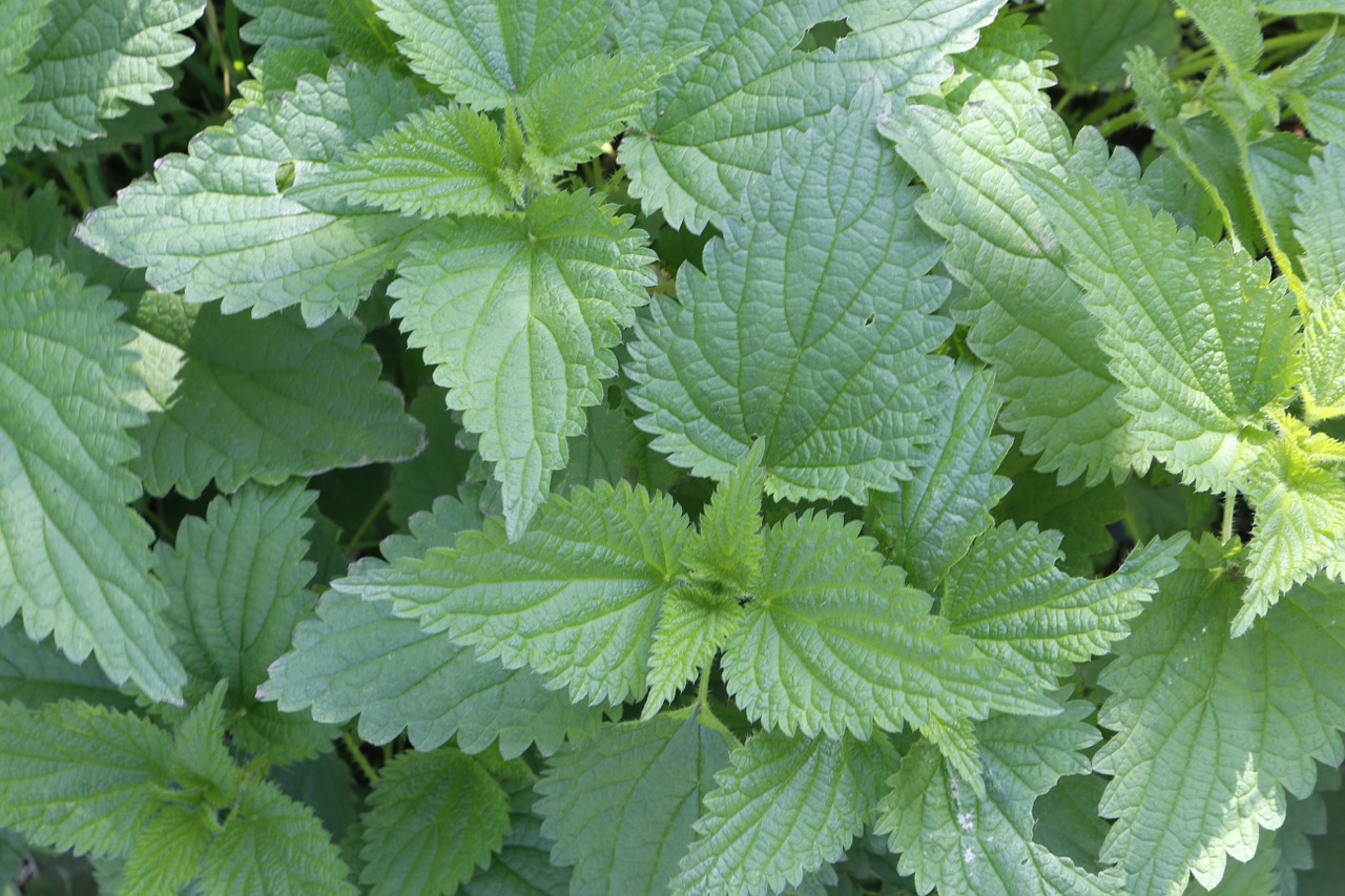 fresh nettle nature free photo