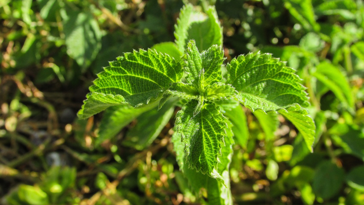 nettle plant green free photo