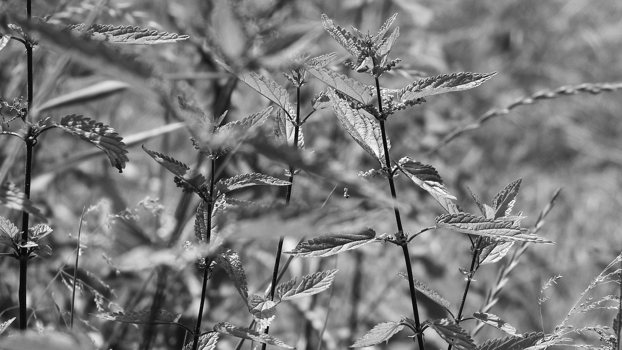nettle meadow urtica dioica free photo