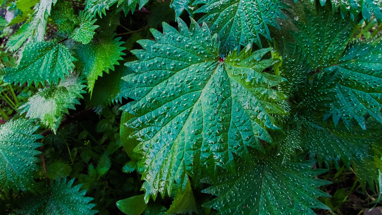 nettle plant nature free photo