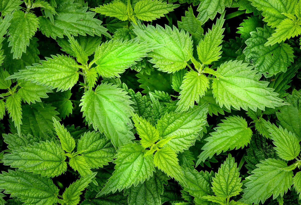 nettle green weed free photo