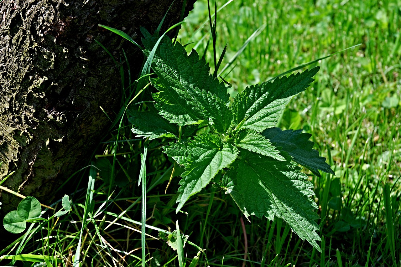 nettle macro strain free photo