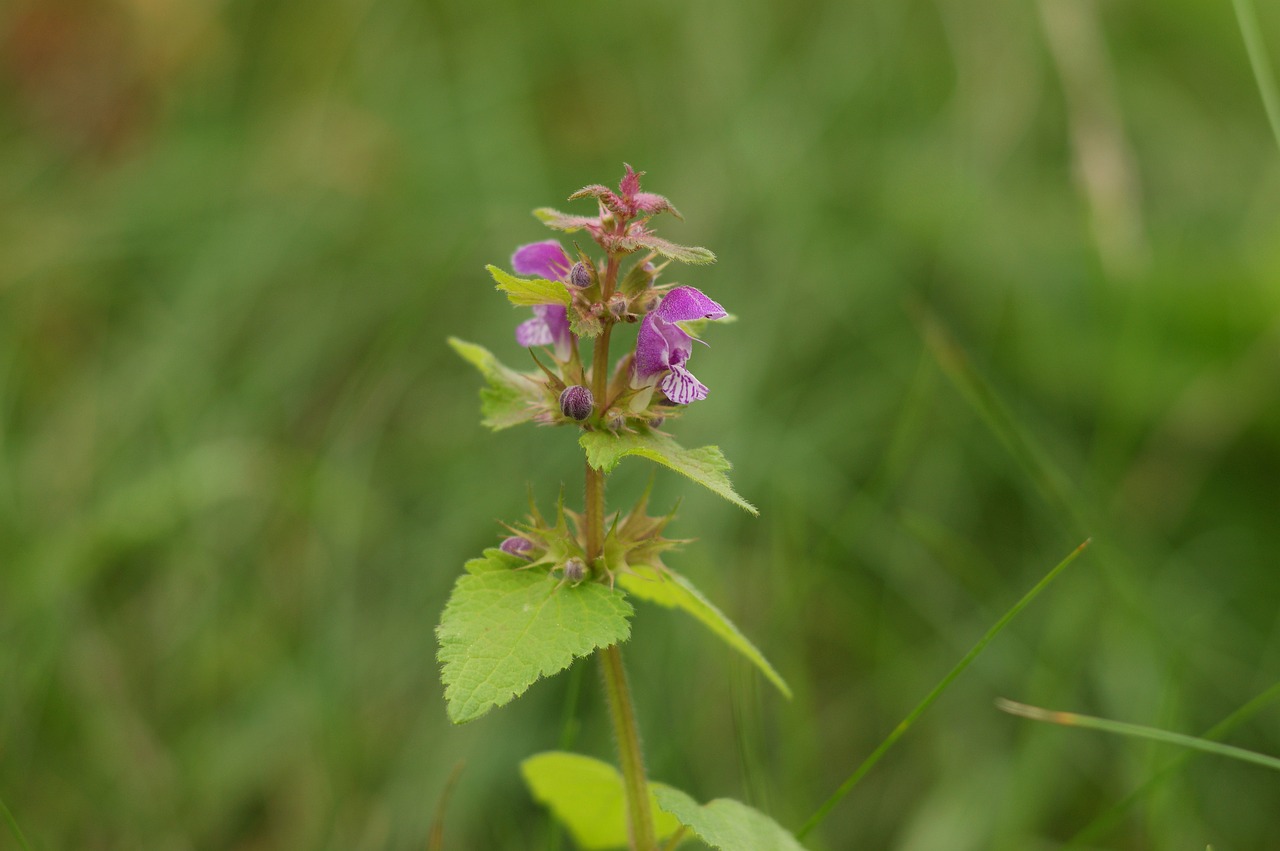 nettle  purple  meadow free photo