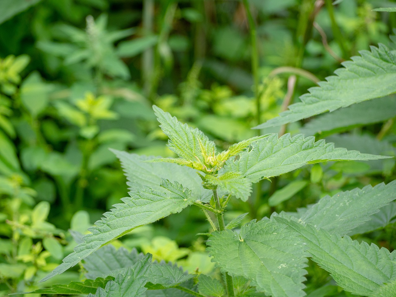nettle  weed  herb free photo