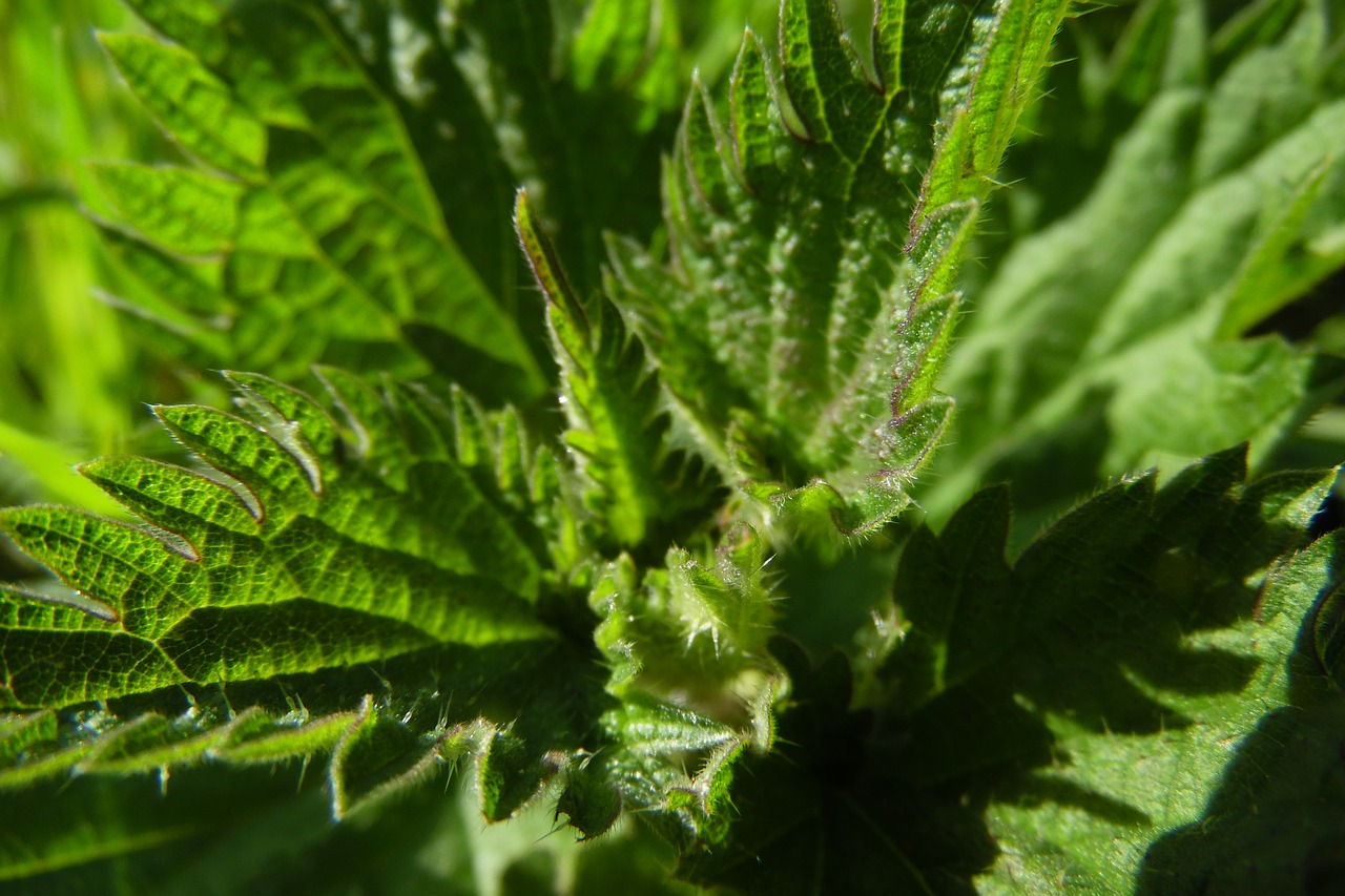 nettle  leaf  green free photo