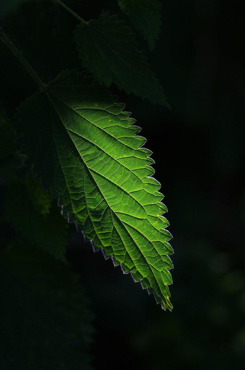 nettle plant green free photo