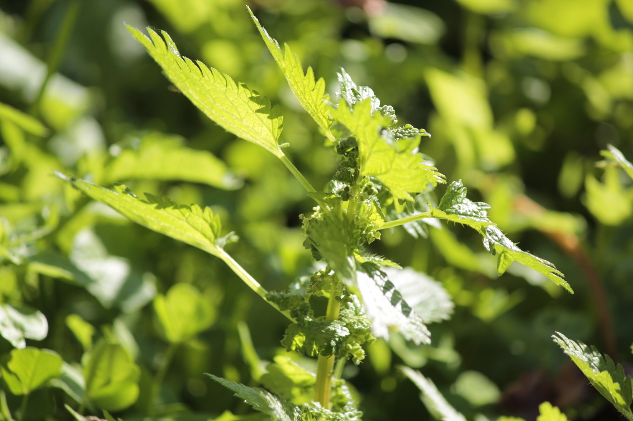 nettle plant grass free photo