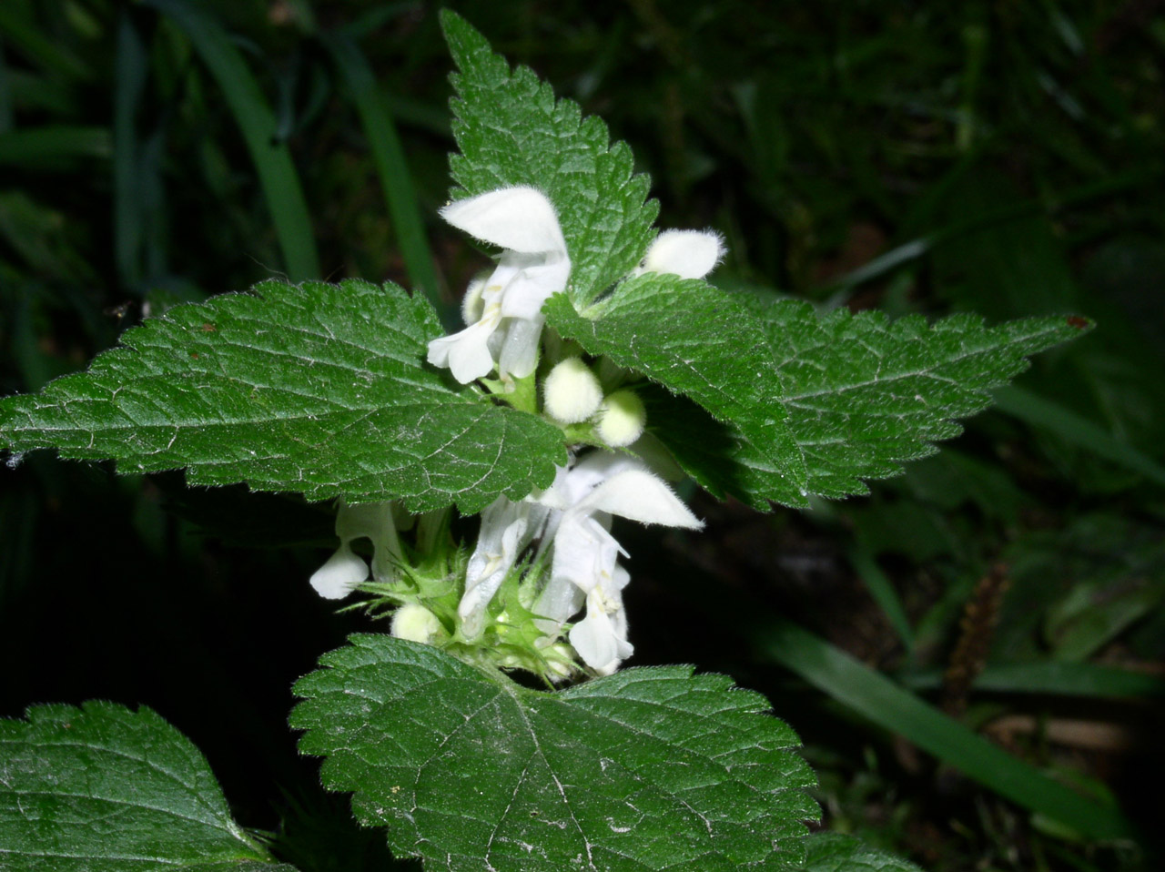 nettle stinging nettle flower free photo