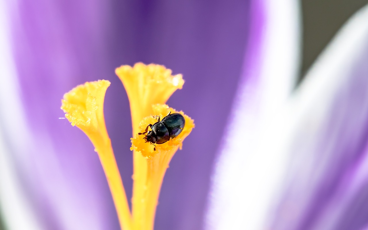 nettle jewel beetle ried grass beetles brachypterus urticae free photo