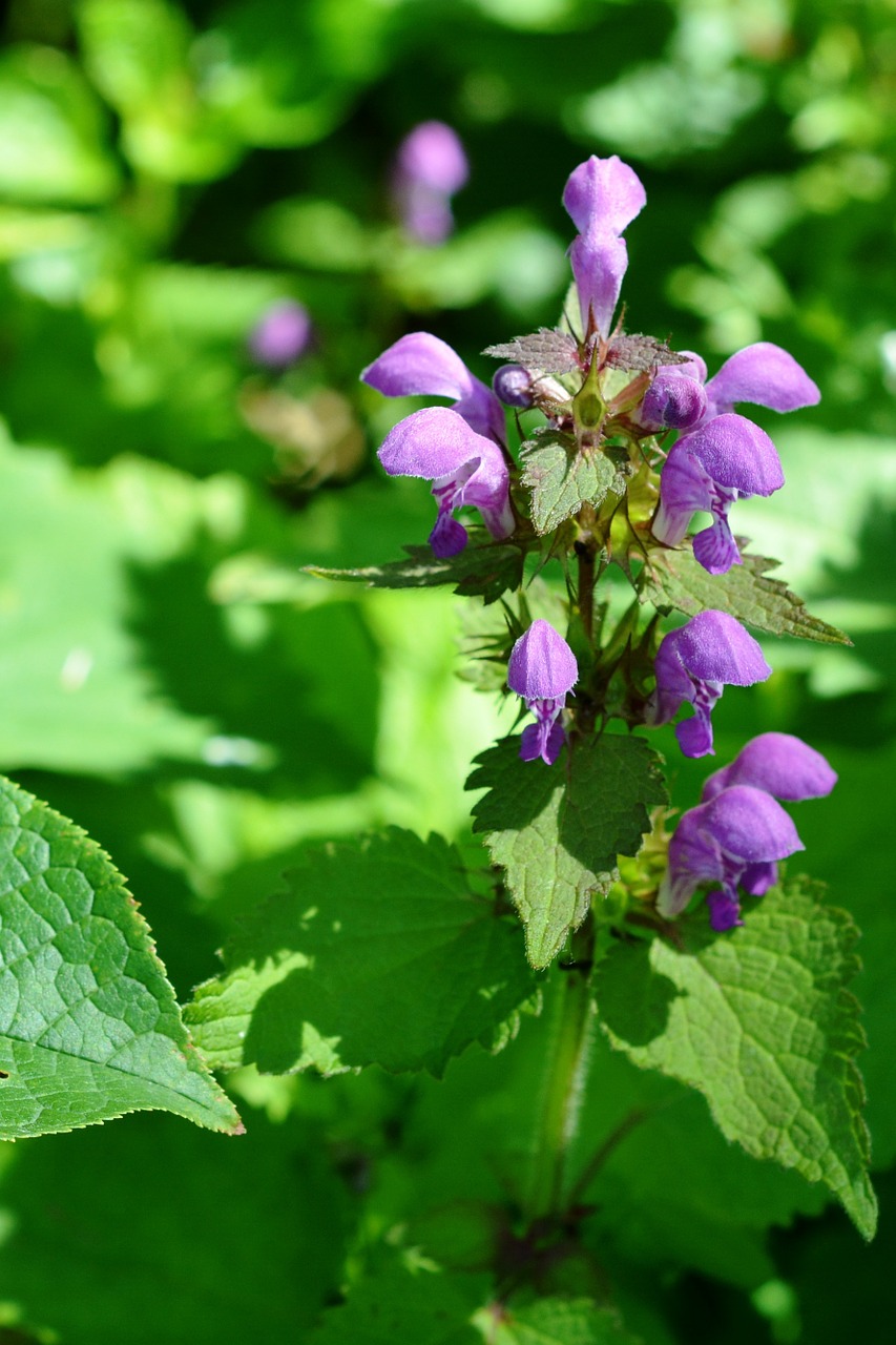 nettle pink nettle pink free photo