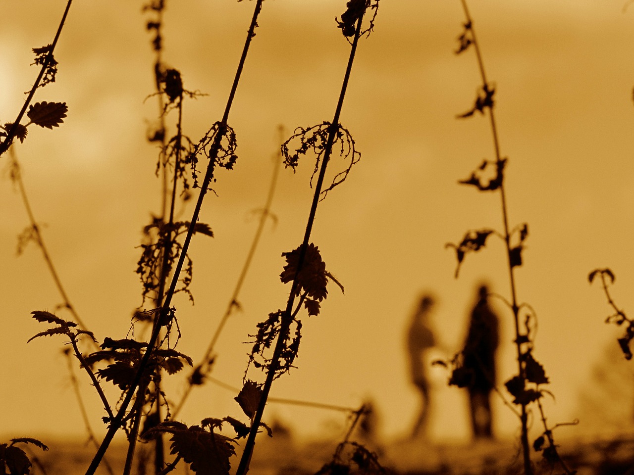 nettles weeds sunset free photo