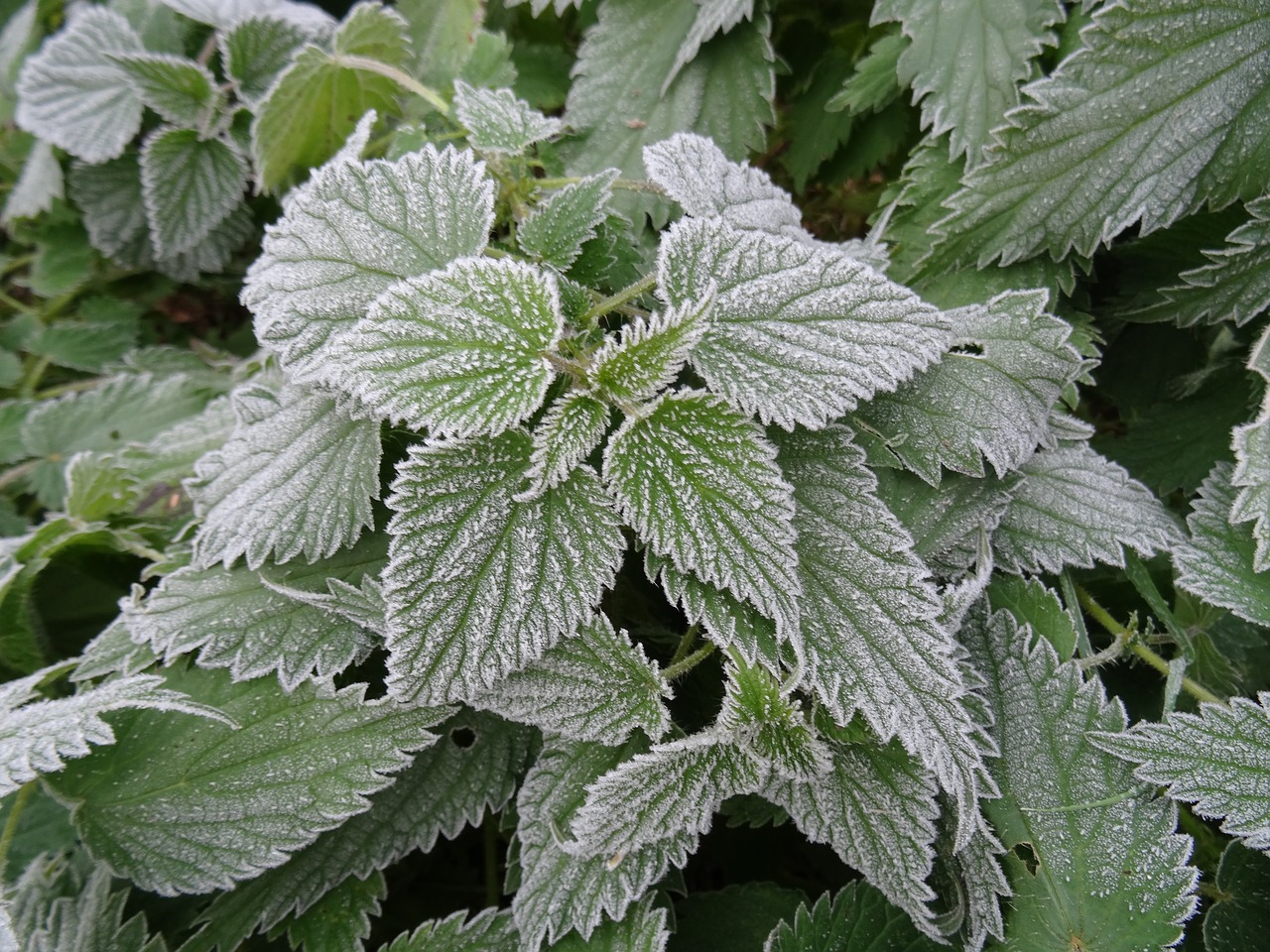 nettles frosted garden free photo