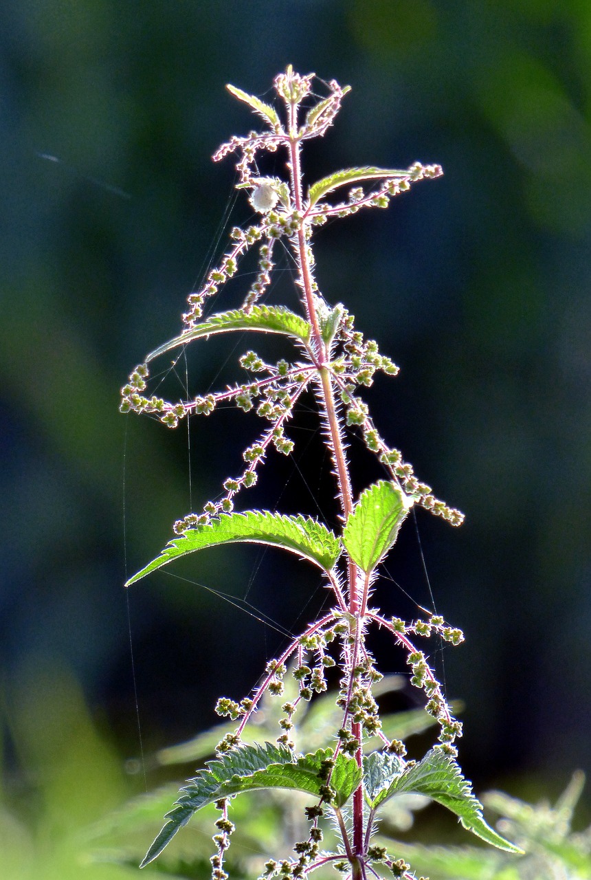 nettles leaves grass free photo